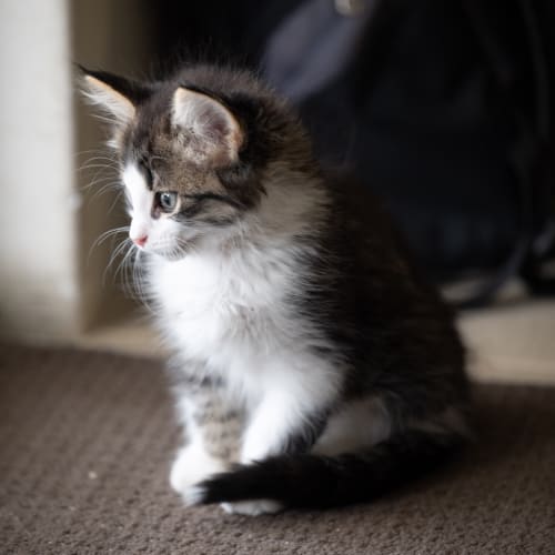 Elliott