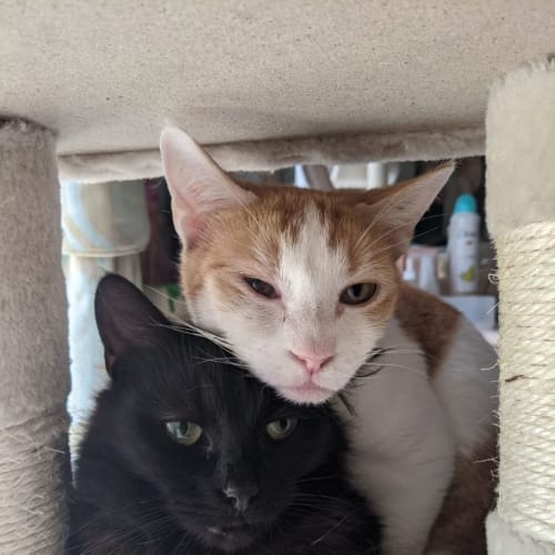 Ponyo & Sooty 🐈‍⬛🐈