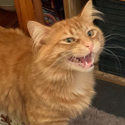 Simba 🐱