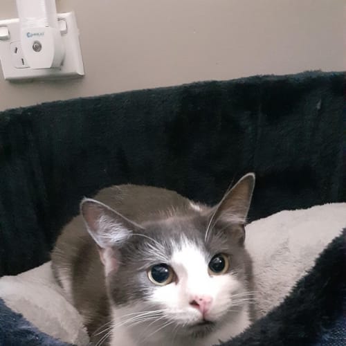 Pebbles