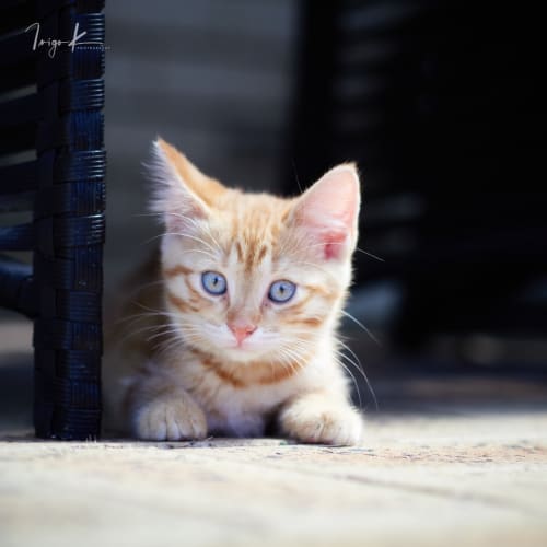 Pixel