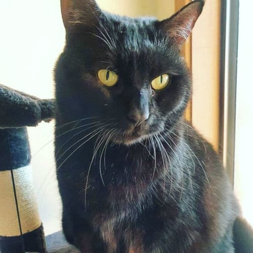 Fatty Meow (Located in Brunswick West)