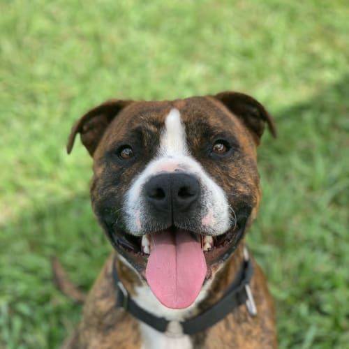 Luca 