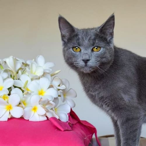 Graycie