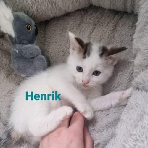 Henrik