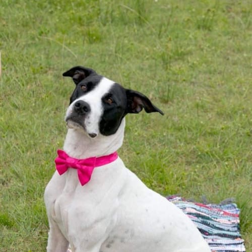 Aries ~ 2yr Old Mastiff X 