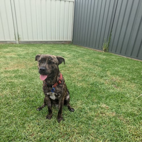 Axel ~ 7mo Staffy X(Adoption Pend. 30/12/21)