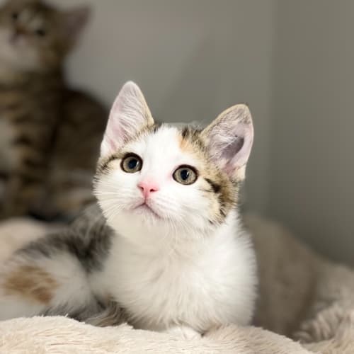 Sophia