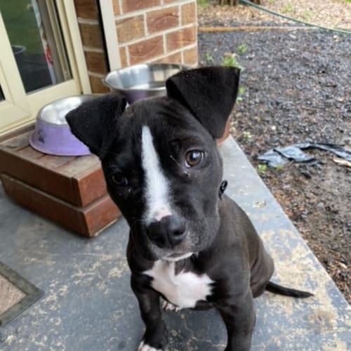 Xena