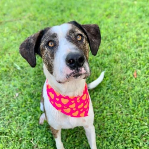 Maggie
