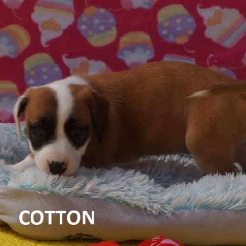 Cotton