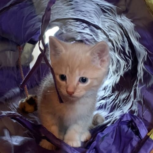 Dipsy (now Teddy)