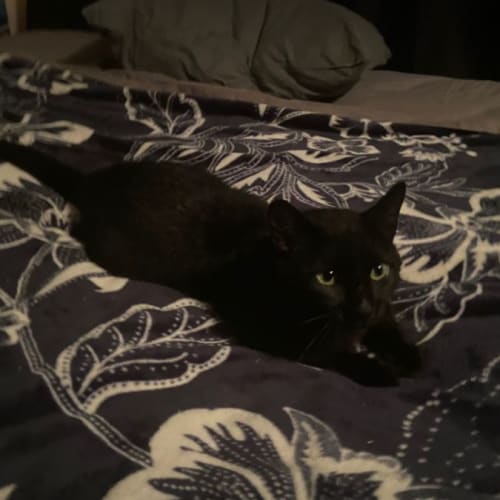 Toothless