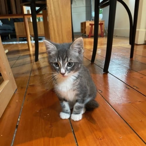 Leo