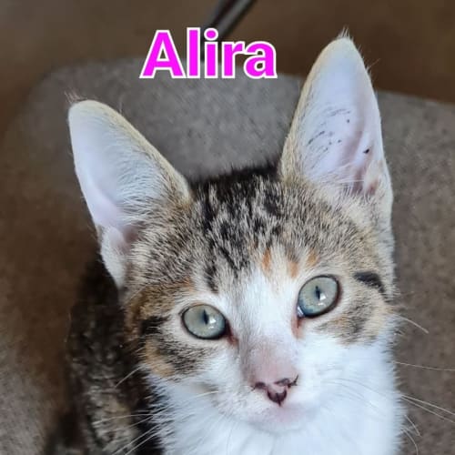Alira