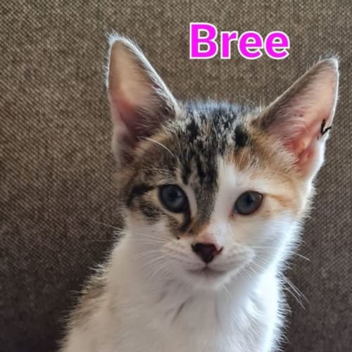 Bree