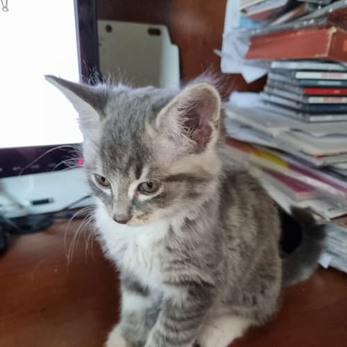 Benny