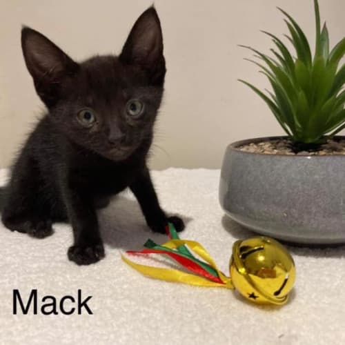 Mack