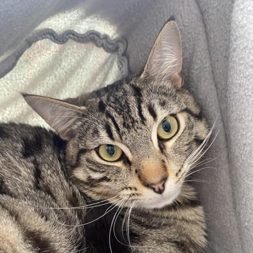 Biscotti The Spotty Tabby Tiger!