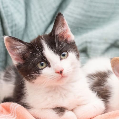 Jose **2nd Chance Cat Rescue**