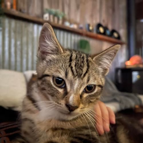 Humphrey **2nd Chance Cat Rescue**