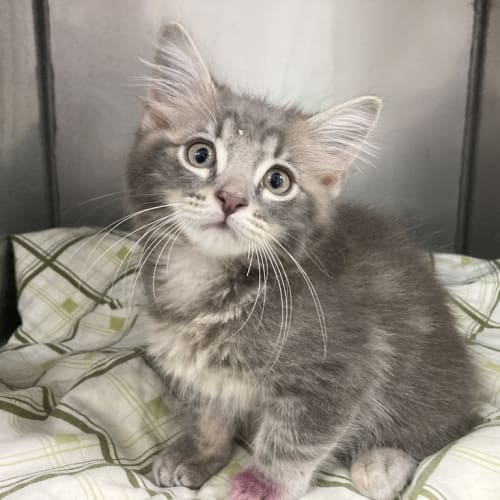 Peanut