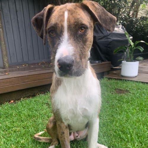 Lexie *$150 Adoption Fee*