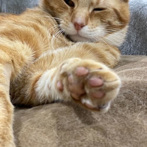 Tom