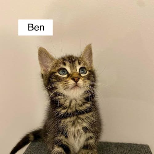 Ben 