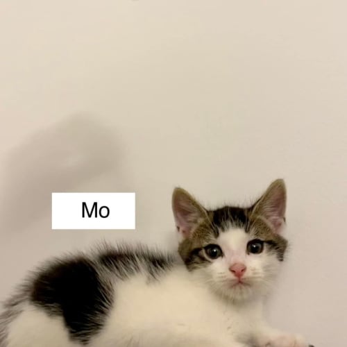 Mo 