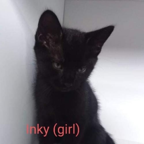Inky 
