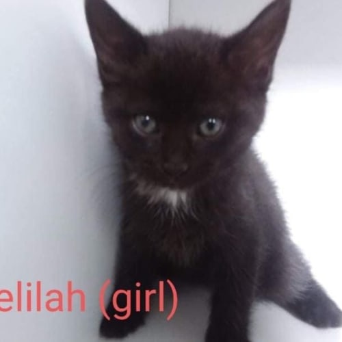 Delilah 