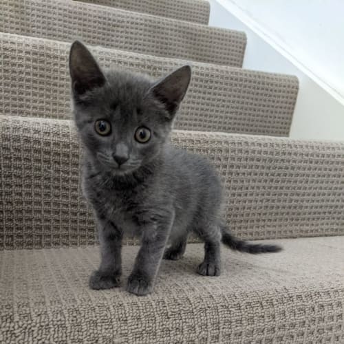 Jarvis