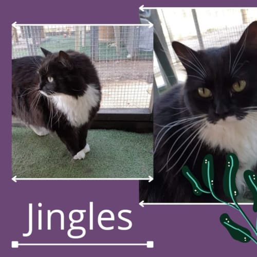 No photo for Jingles 