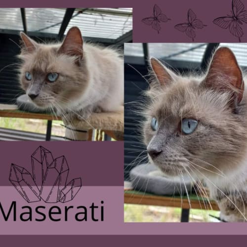 No photo for Maserati 