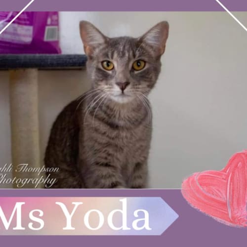 No photo for Miss Yoda 