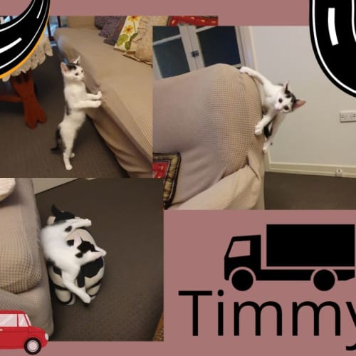 No photo for Timmy 