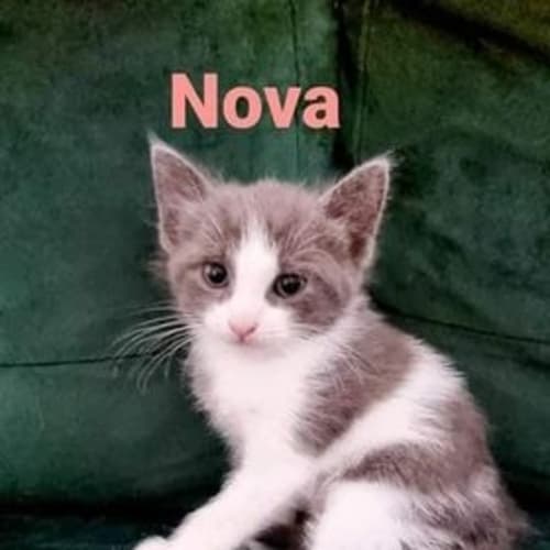 Nova
