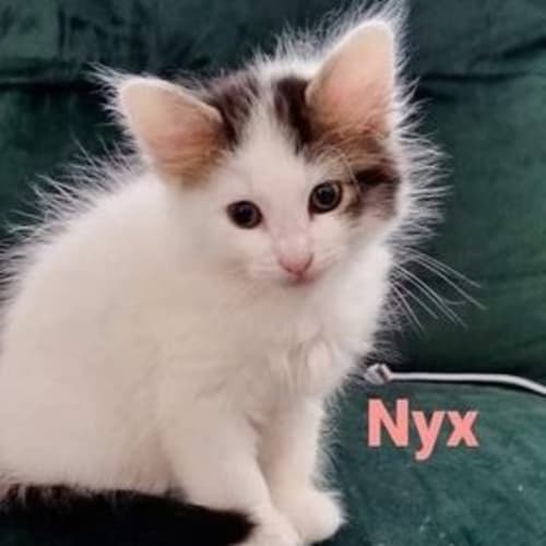 Nyx
