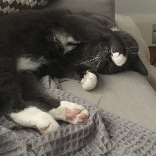 Frankie