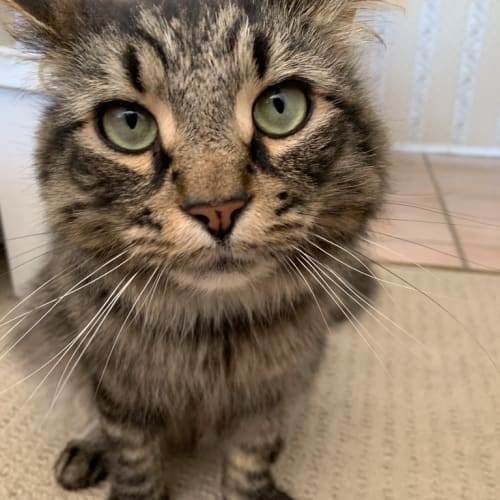 Oscar