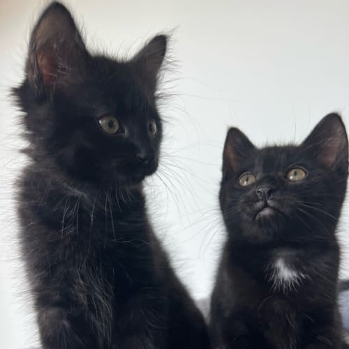 Atticus Finch And Boo Radley