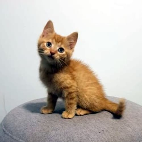 Oliver
