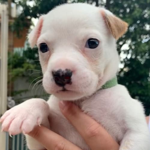 Gracie 