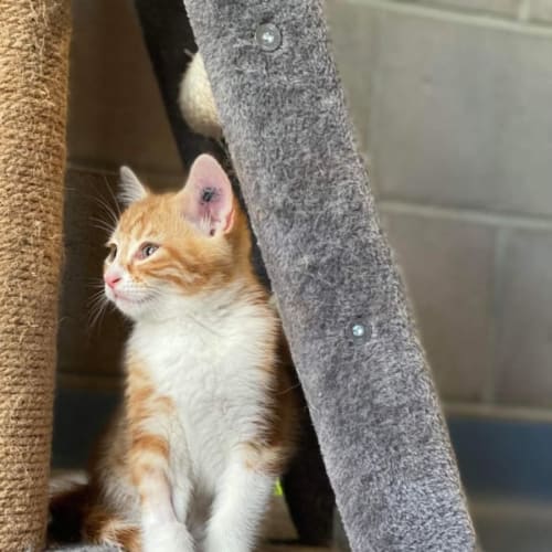 Ron - Located in Endeavour Hills