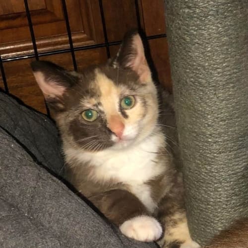 Marble - Female Kitten