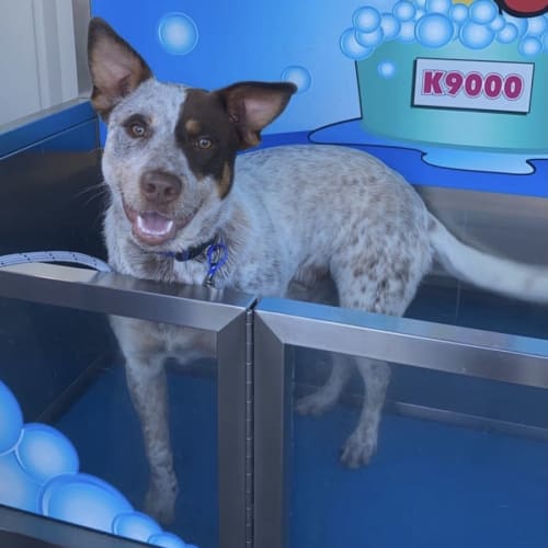 Bo ~ 9mo Cattle Dog (On Trial 7/12/21)