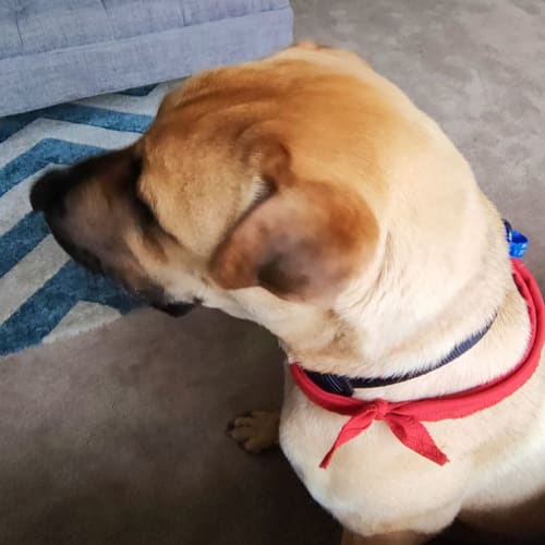 Ruby ~ 2yr Old Sharpei X (On Trial 16/2)