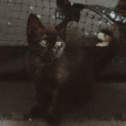 Suzie
