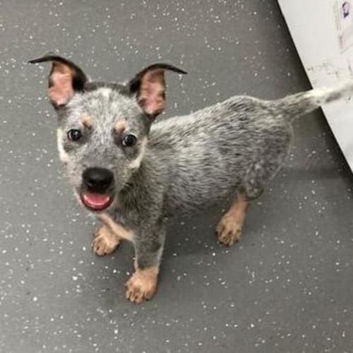Aussie 